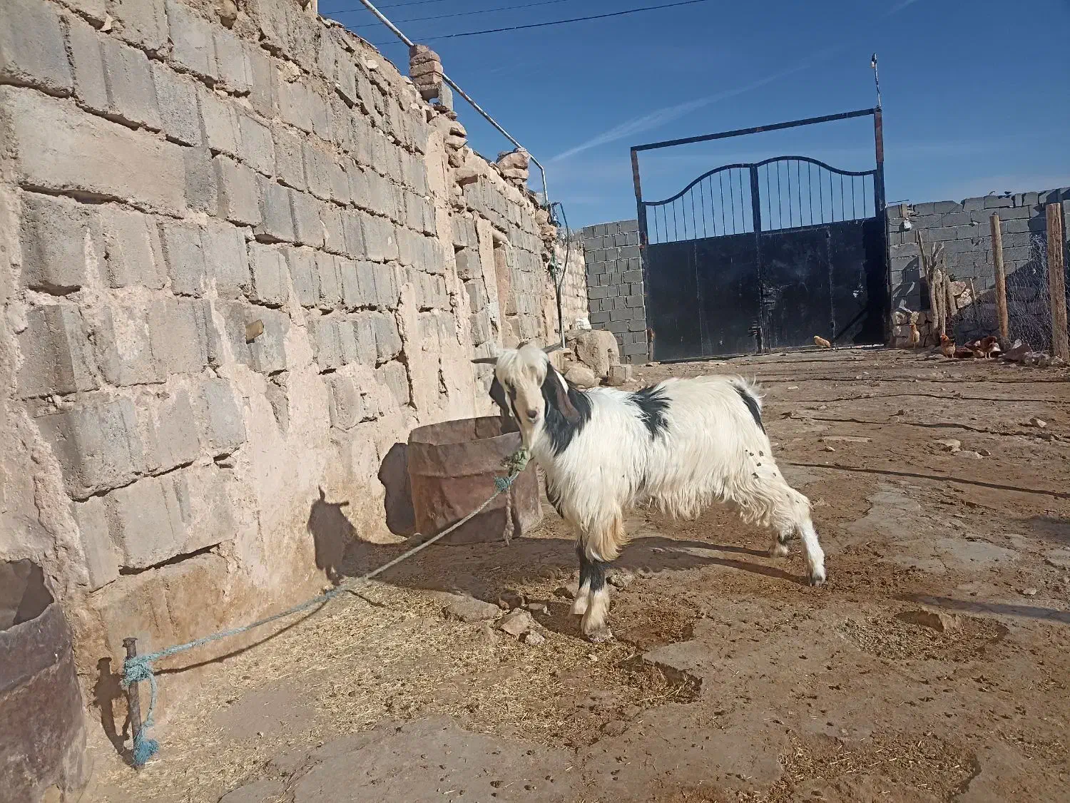 بز نر|حیوانات مزرعه|فیروزآباد, |دیوار