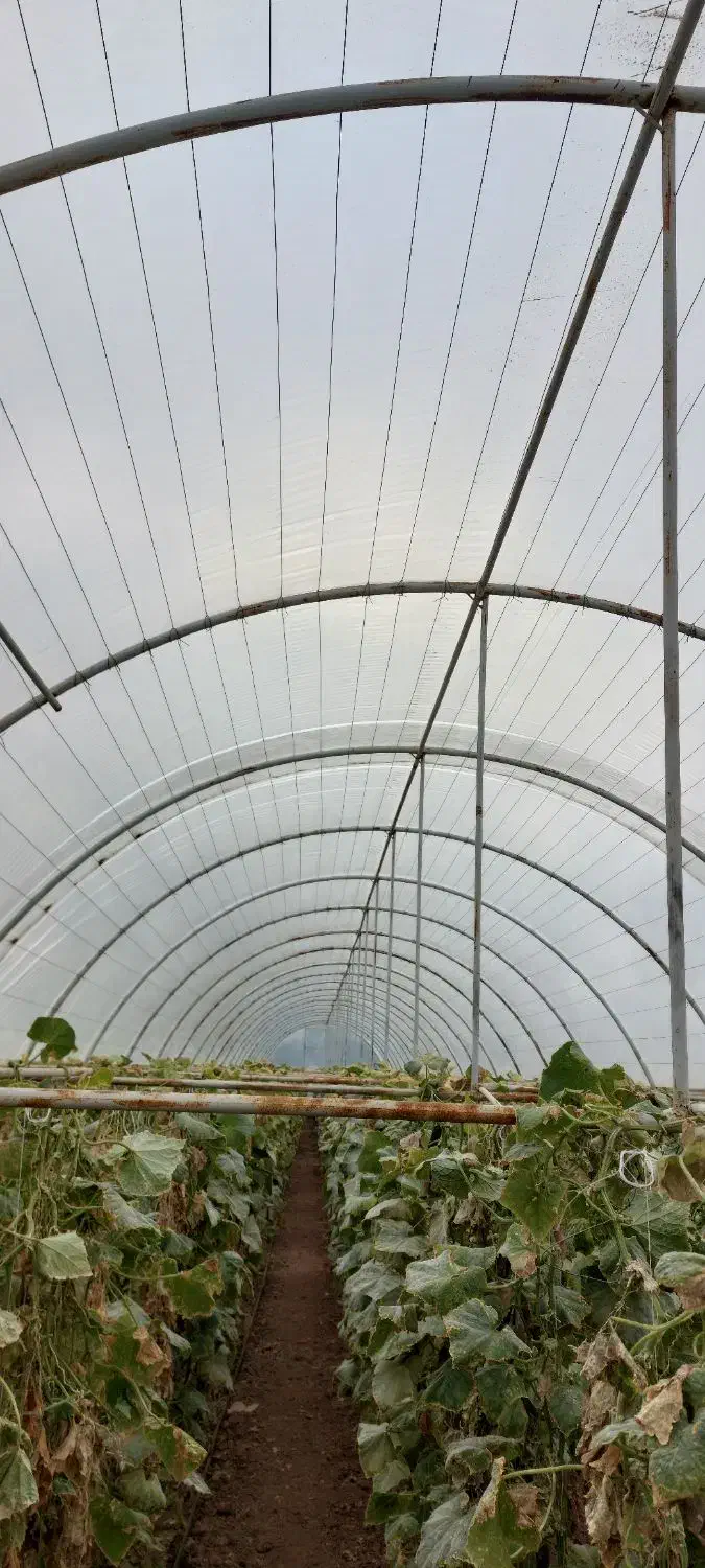 فروش سازه گلخانه|مصالح و تجهیزات ساختمان|یامچی, |دیوار