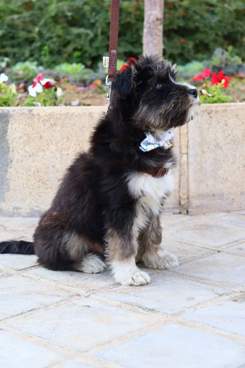 سگ خونگی|سگ|قم, انسجام|دیوار