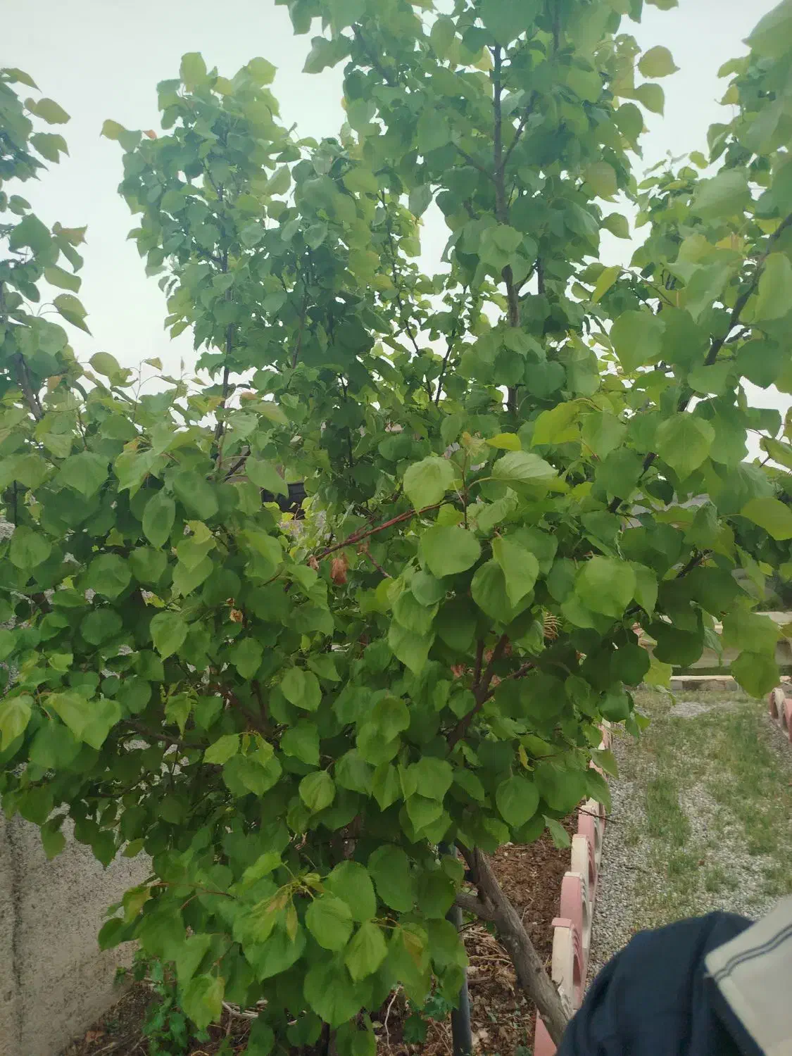 فروش فوری  فوری باغچه در گلزار|فروش خانه و ویلا|پاکدشت, پاکدشت (مامازند)|دیوار