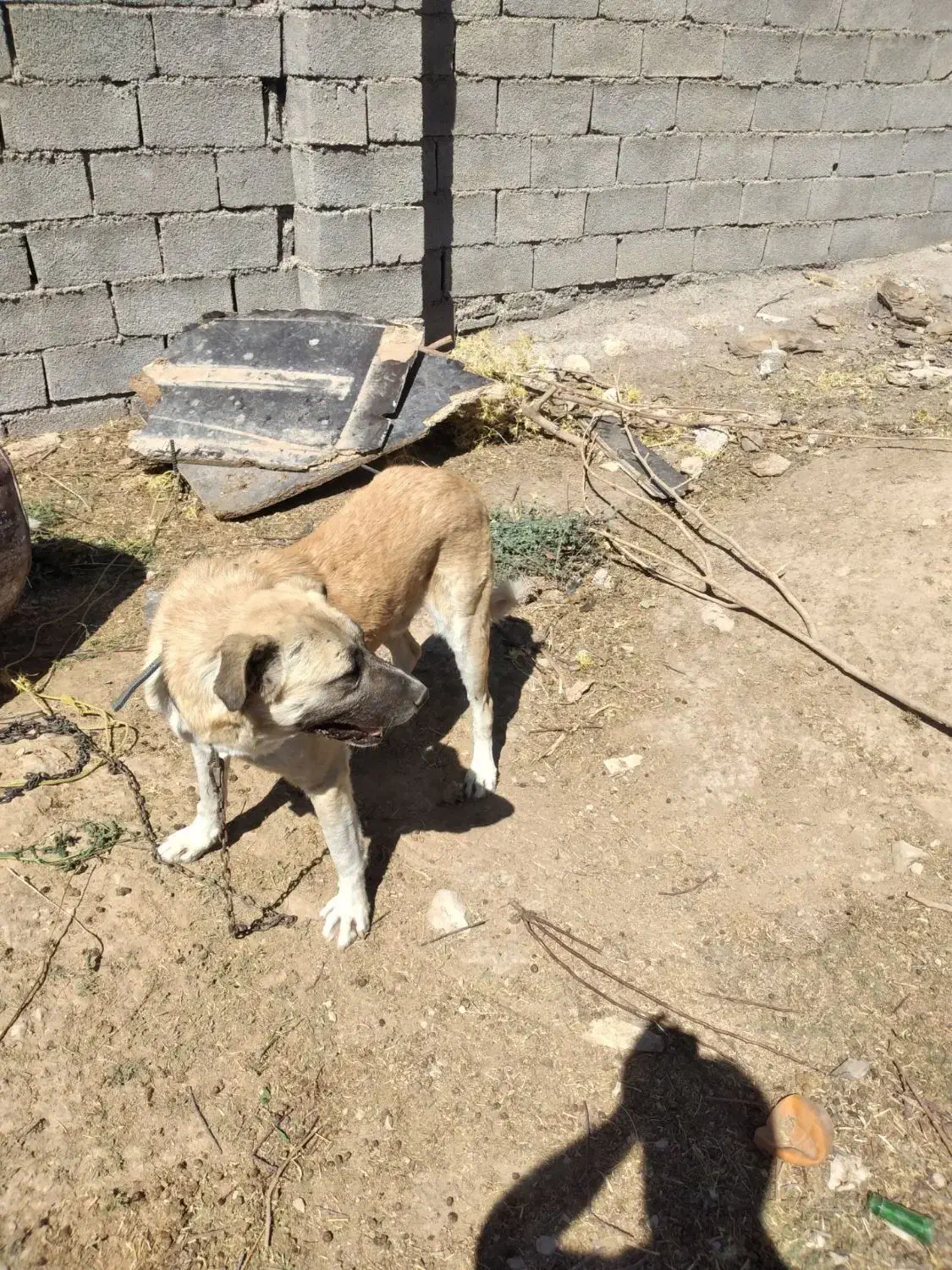 حیوانات مزرعه سگ|سگ|ایلام, |دیوار