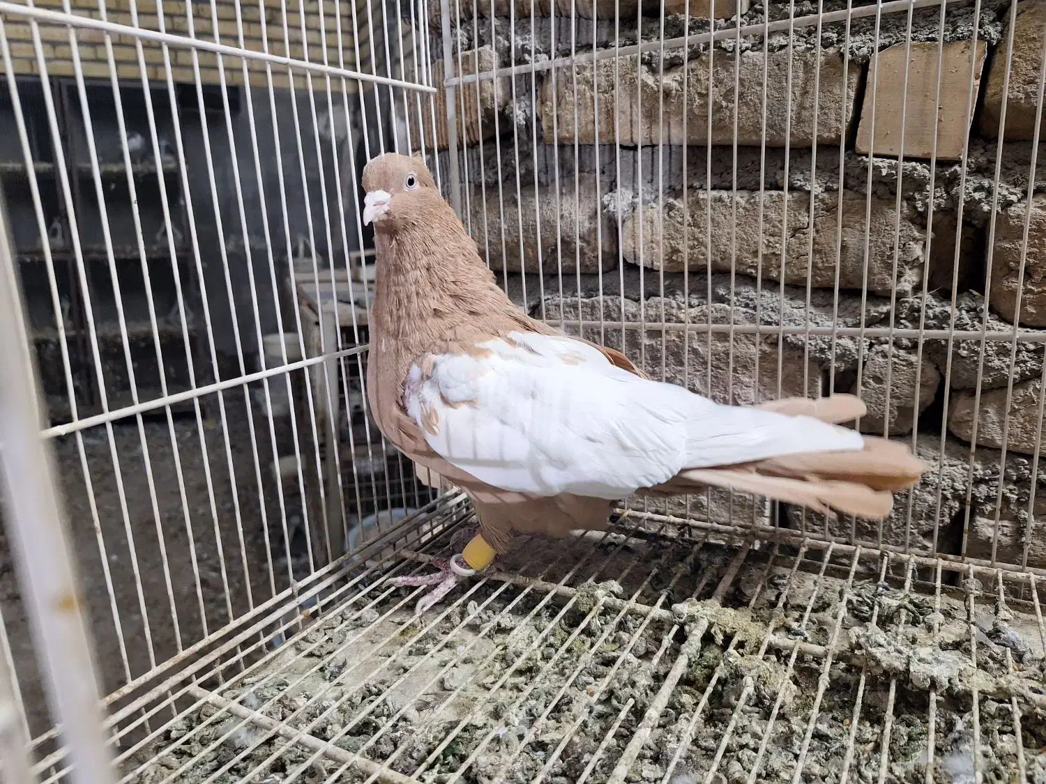 ماده زرد کت سفید ۴۰ سانتی|پرنده|مشهد, رضاییه|دیوار