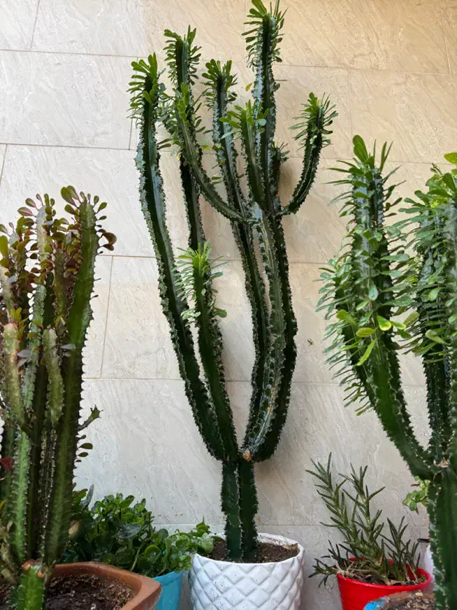 گل و گیاه|گل و گیاه طبیعی|ورامین, ورامین|دیوار