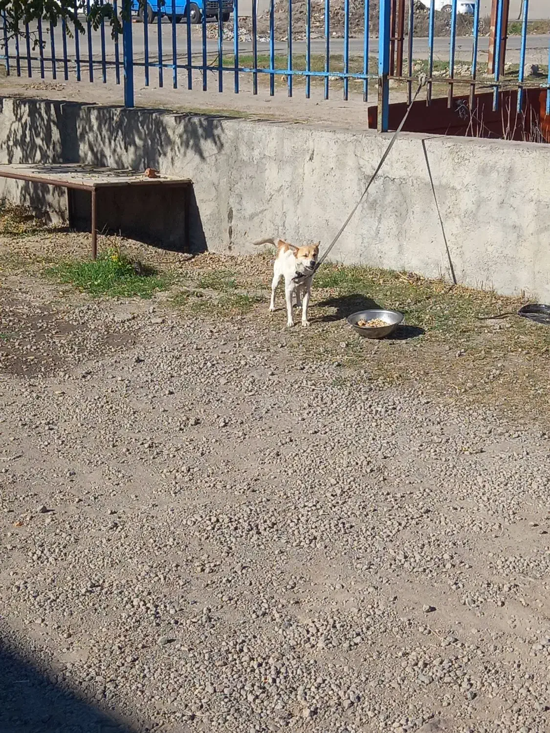 سگ پاکوتا|سگ|تهران, پامنار|دیوار