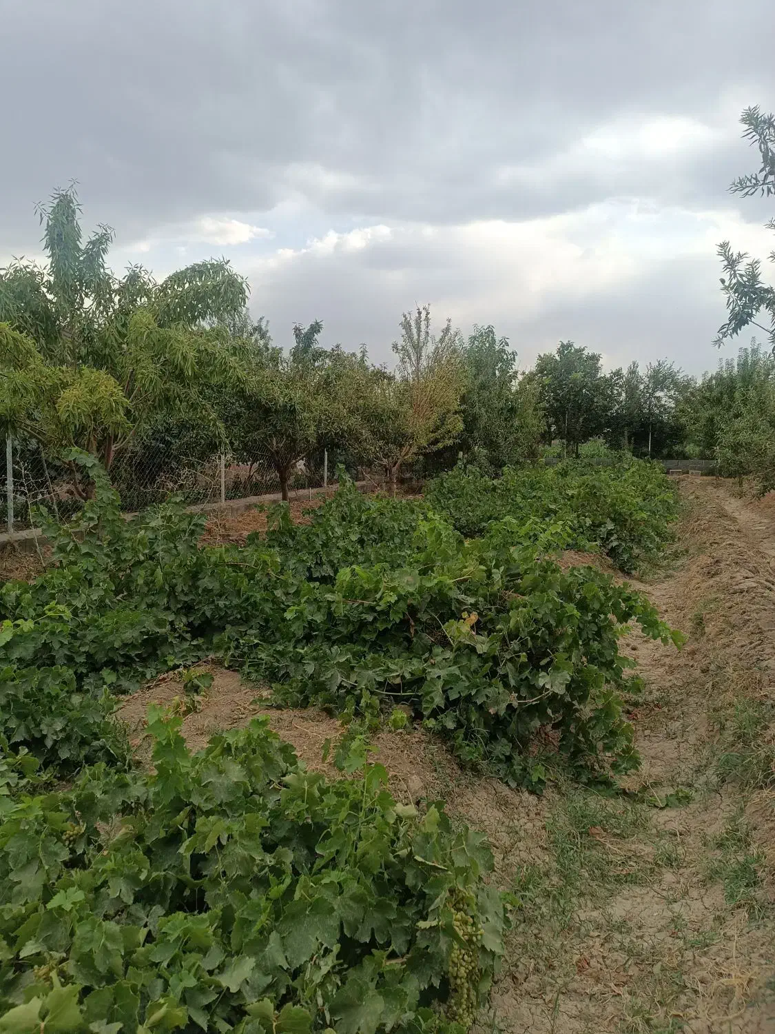 فروش باغ 1000متری صفاییه کوچه11|فروش خانه و ویلا|گلپایگان, |دیوار