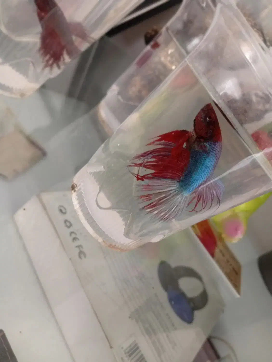 ماهی فایتر|ماهی|ارومیه, |دیوار