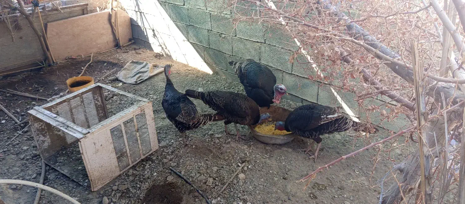 بو قلمون|حیوانات مزرعه|توکهور, |دیوار