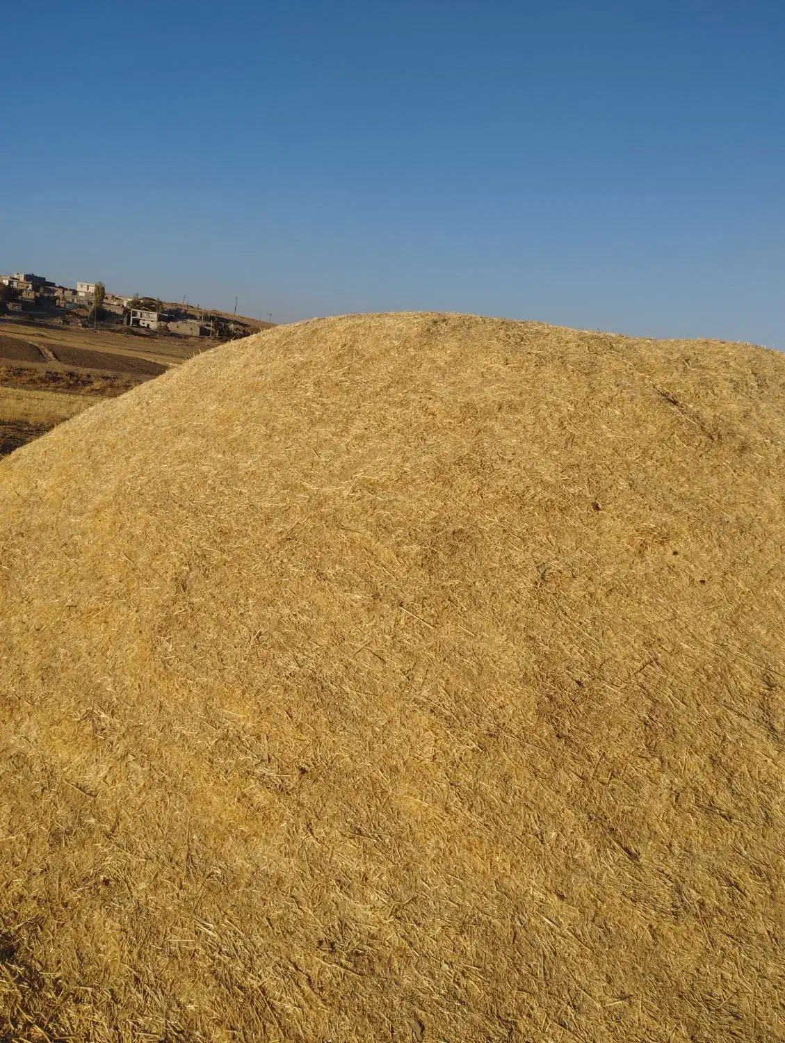 با سلام حدوده 20تن کاه دیم کمپاین|حیوانات مزرعه|دهگلان, |دیوار