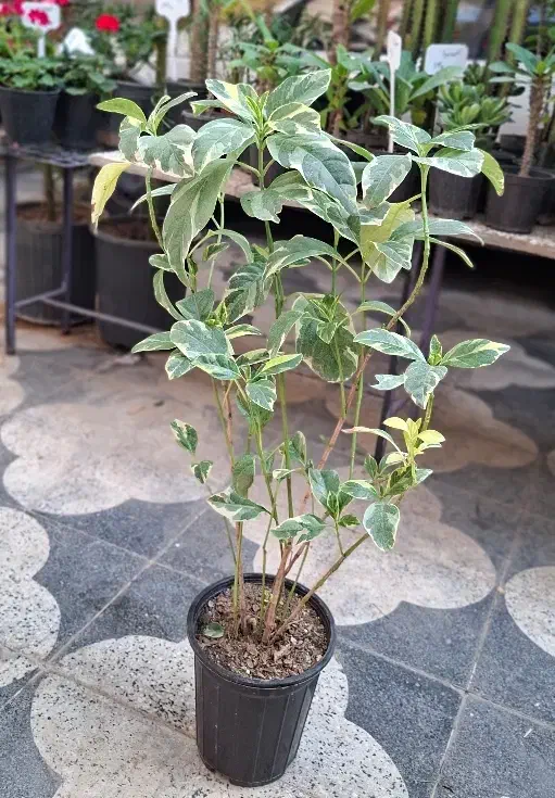 زاموفیلیا ،پسونیا|گل و گیاه طبیعی|شیراز, شیخ روزبهان|دیوار