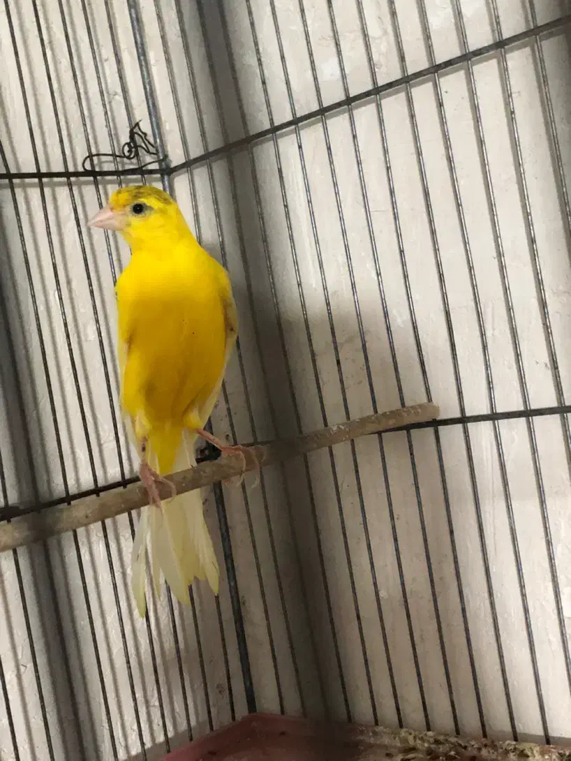 قناری طلایی نر|پرنده|فسا, |دیوار