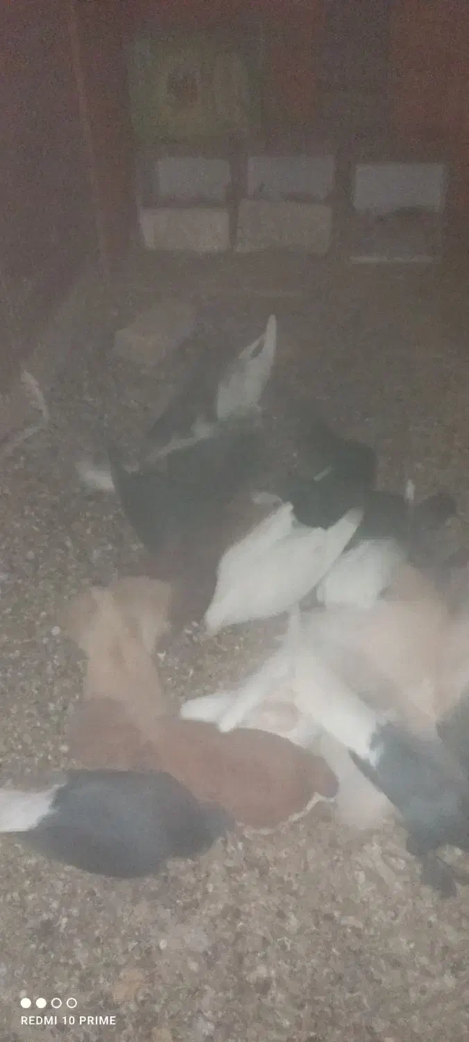 کبوتر|پرنده|کرمان, |دیوار