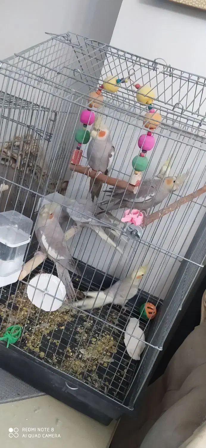 عروس هلندی|پرنده|اسلام‌شهر, شهرک مهدیه|دیوار