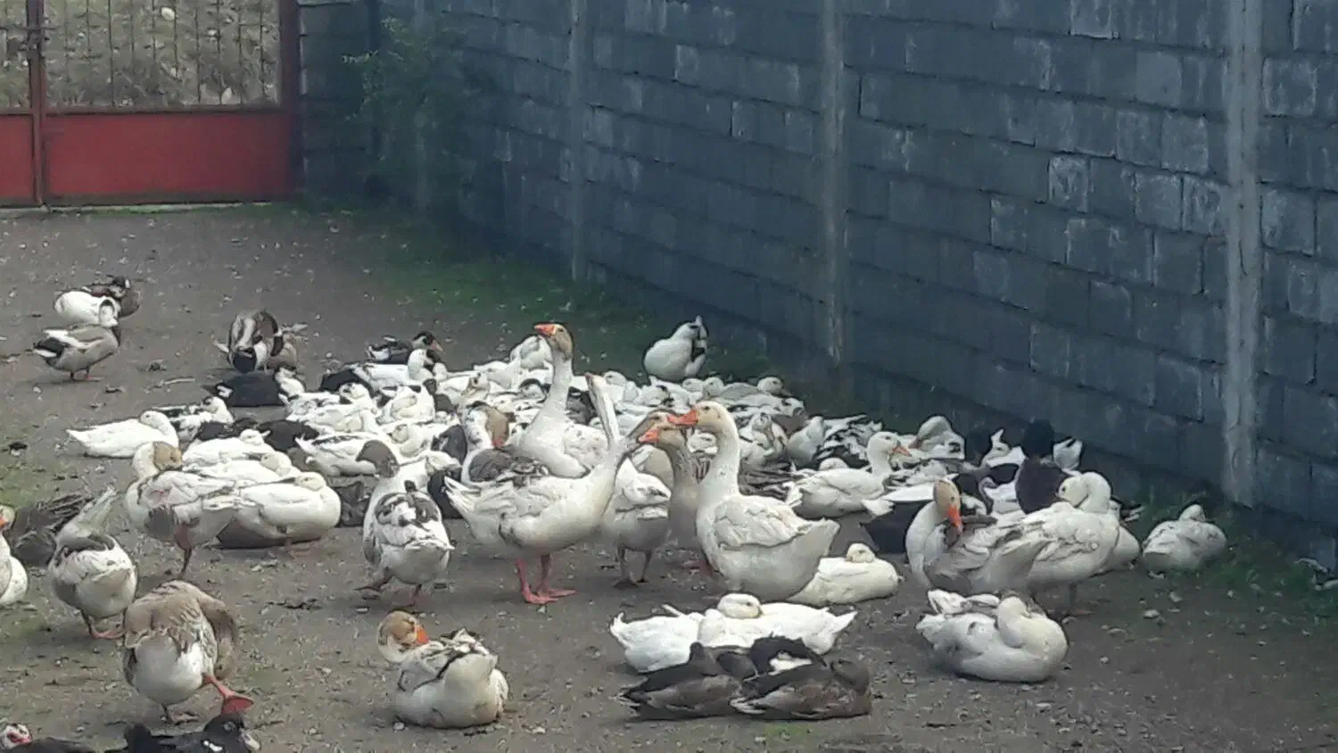 فروش اردک وغاز محلی|حیوانات مزرعه|تالش, طولارود|دیوار