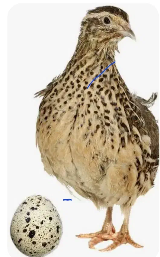 بلدر چین|حیوانات مزرعه|اصفهان, ارغوانیه|دیوار