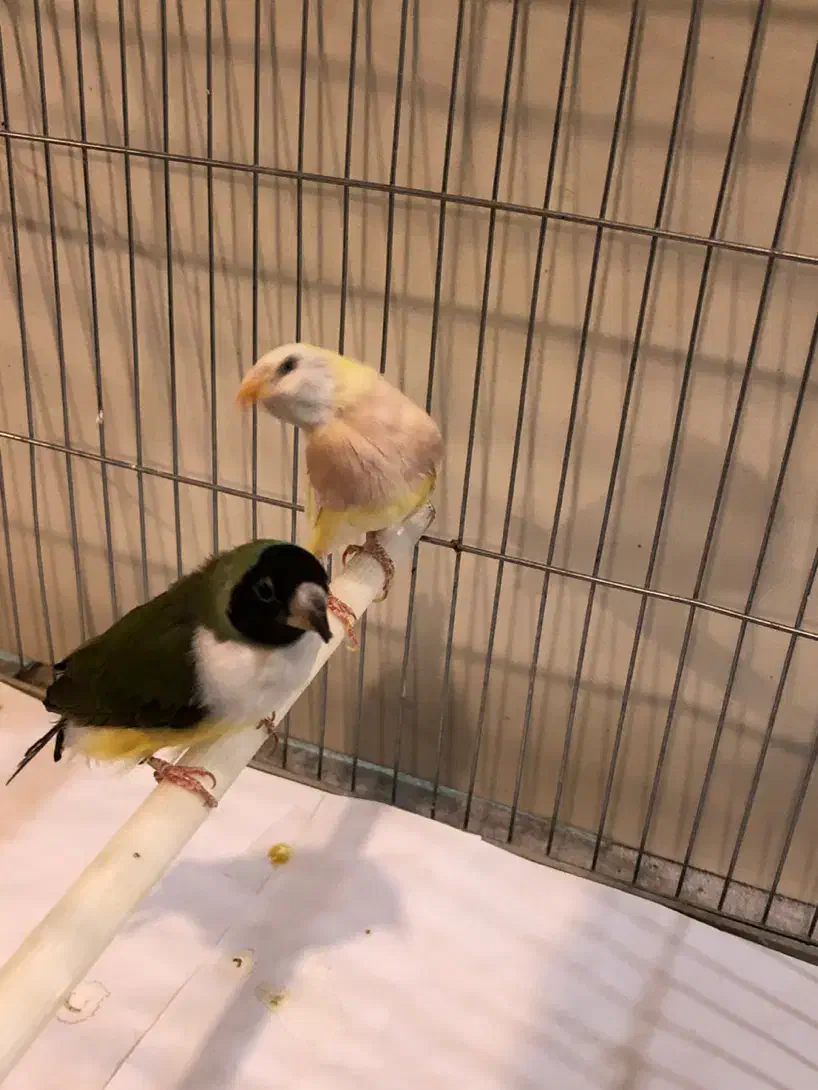 فنچ گلدین ماده|پرنده|تهران, جوادیه|دیوار