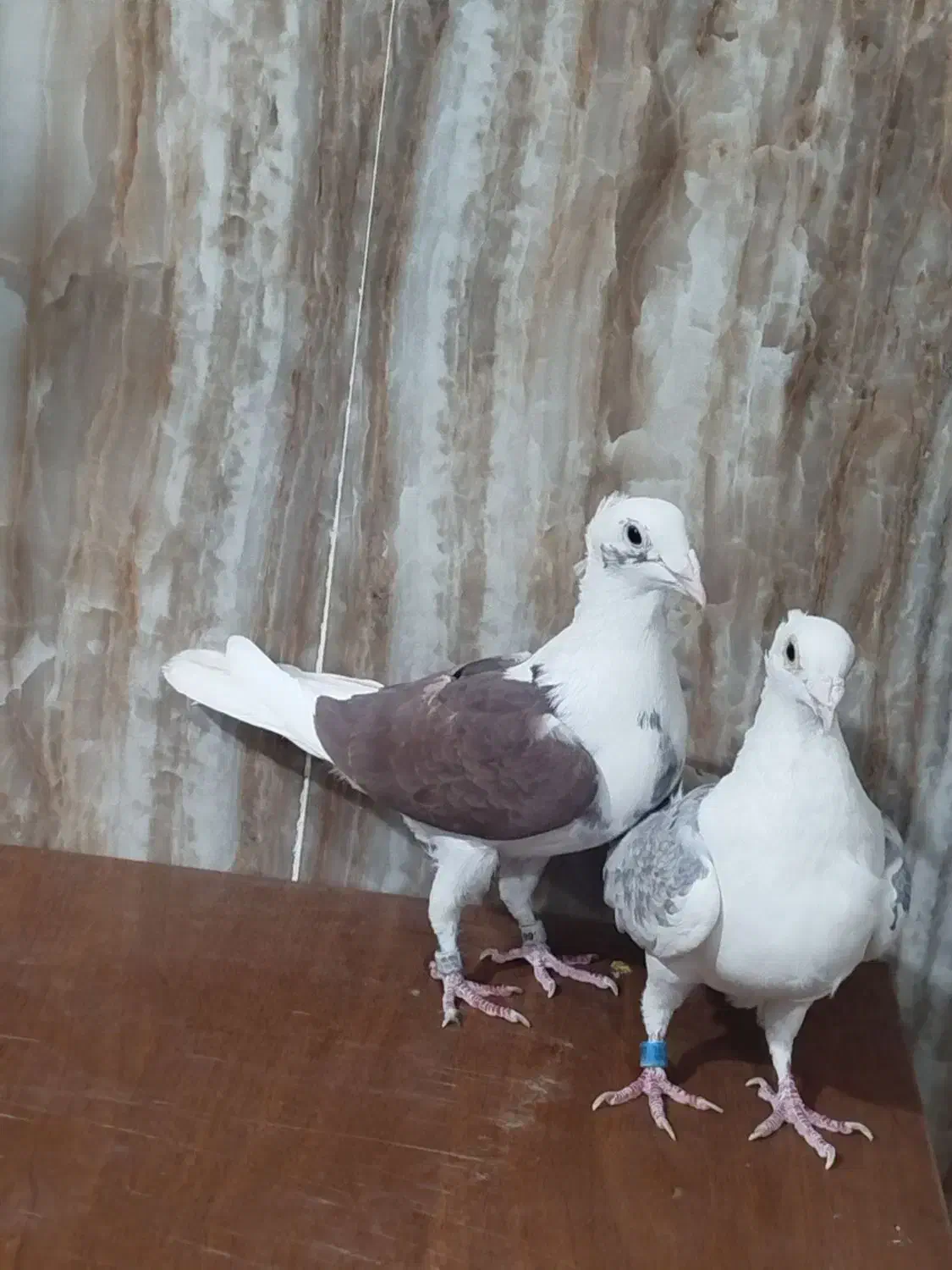 کبوتر پشتی ماده کاکلی المانی|پرنده|شیراز, سلطان آباد|دیوار