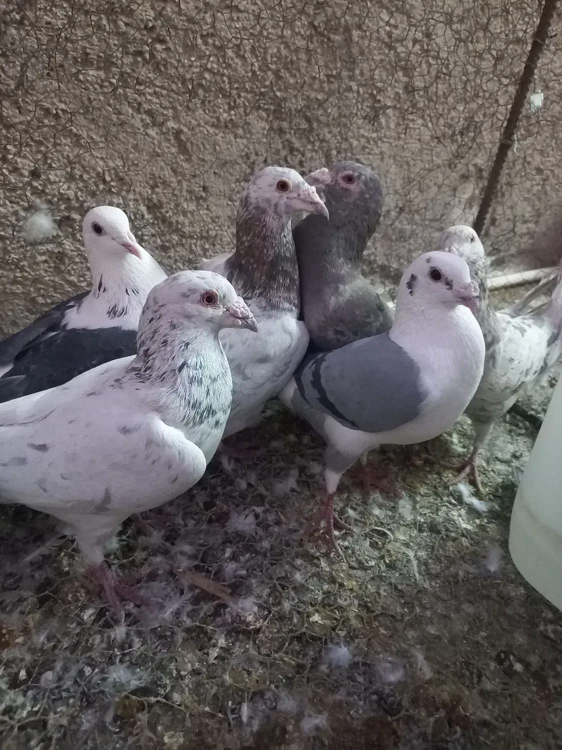 کبوترهفت رنگ سار سرور.پشتدار آلمانی|پرنده|پاکدشت, پاکدشت (مامازند)|دیوار