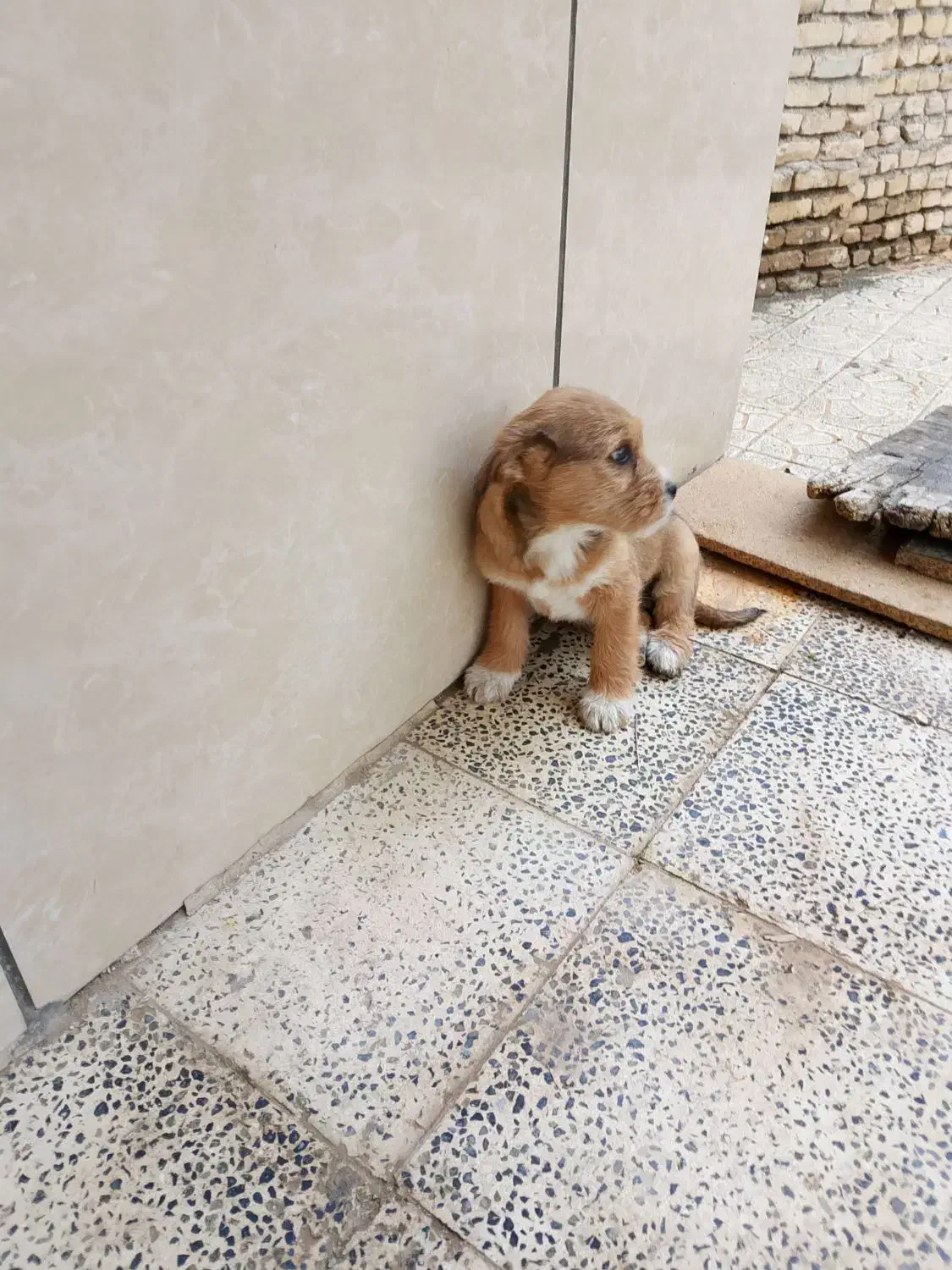 پاپی،لوسی|سگ|تربت‌حیدریه, بالا ولایت|دیوار