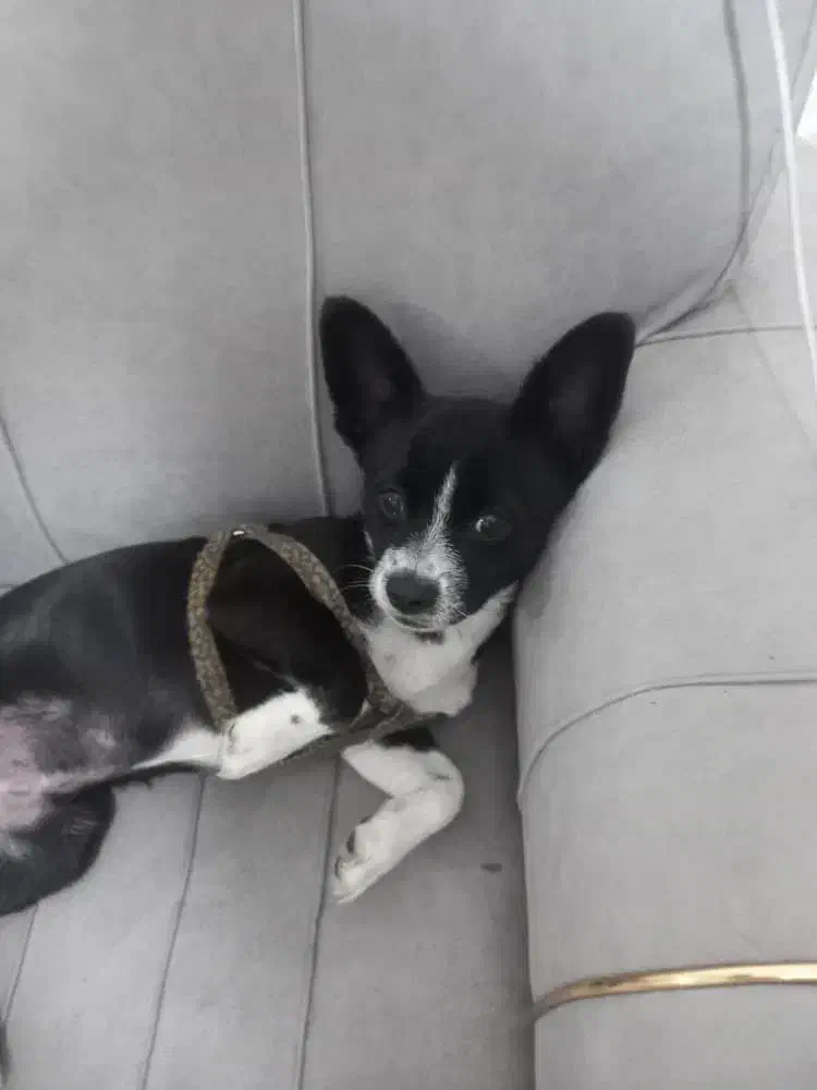 نژاد سک شی واوا|سگ|قدس, شهر‌قدس|دیوار