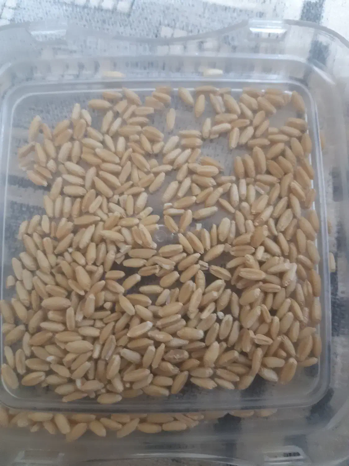 بذر گندم|خدمات باغبانی و درختکاری|فیروزآباد (لرستان), |دیوار