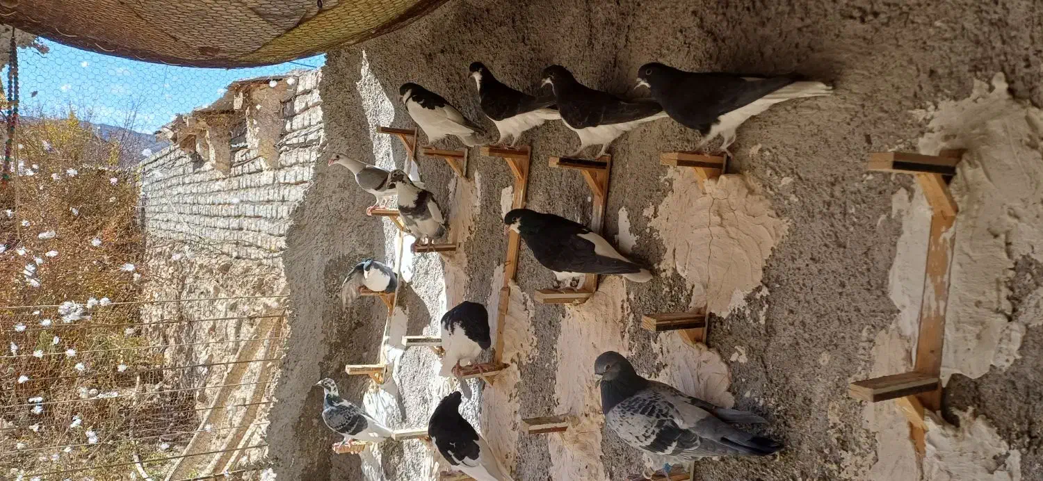 ساده سیاه|پرنده|ملکآباد, |دیوار