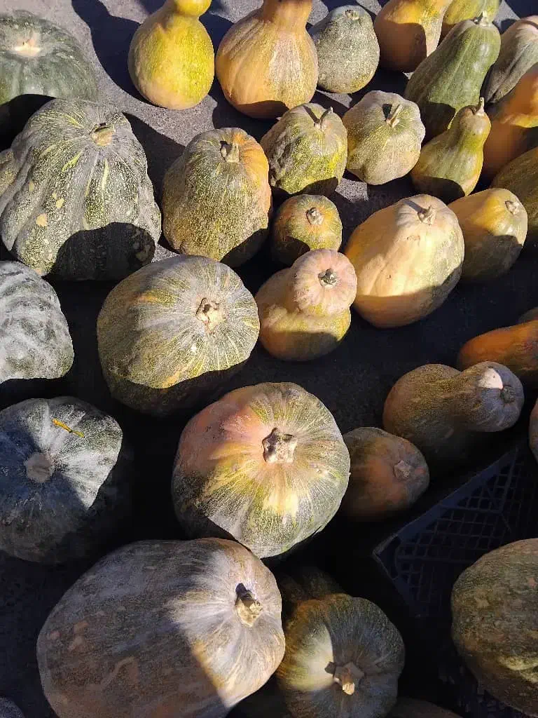 کدو حلوایی محصول کرمانشاه فروش یکجا|خوردنی و آشامیدنی|کاشان, پشت شهربانی|دیوار