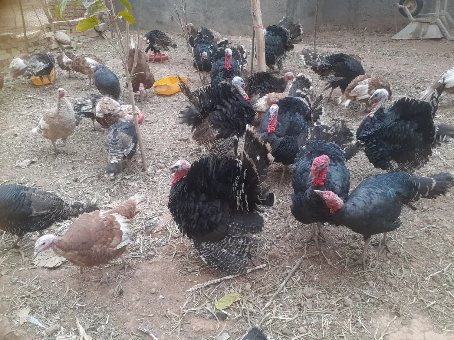 بقلمون|حیوانات مزرعه|قیدار, |دیوار