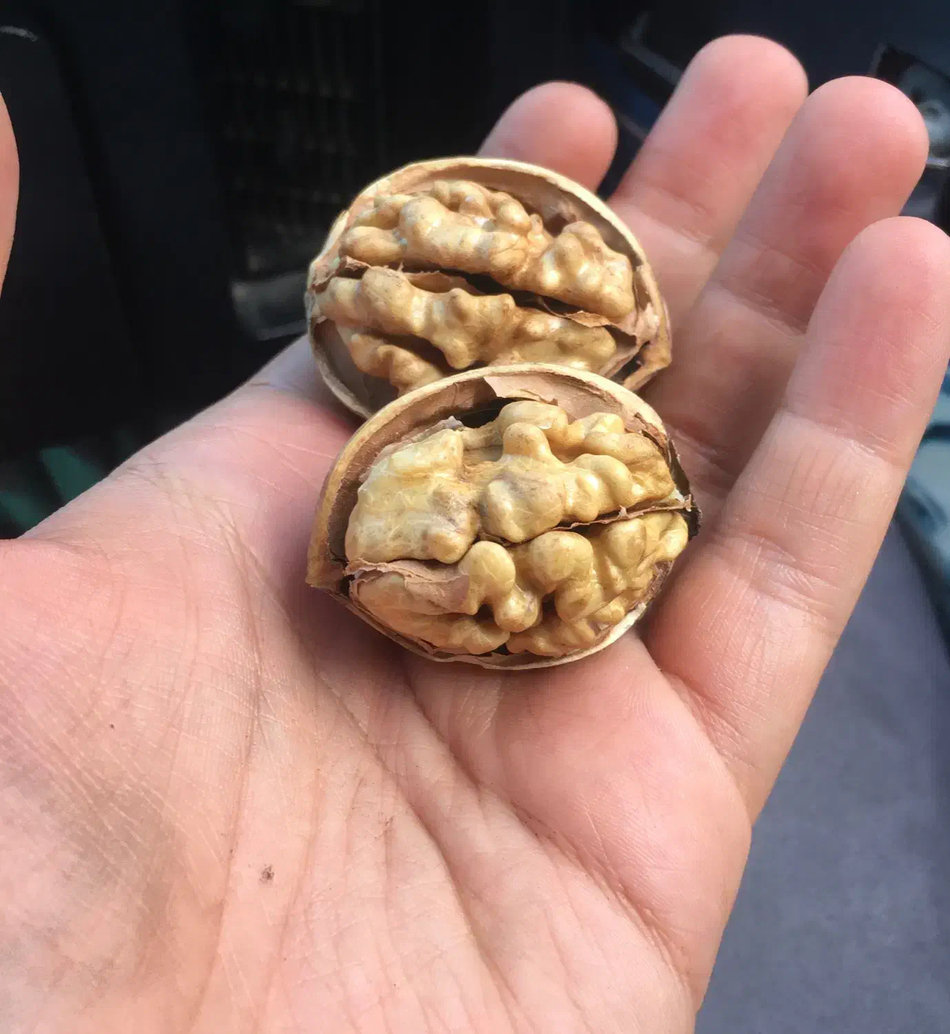 گردو و انواع خشکبار خارجی (فقط عمده)|خوردنی و آشامیدنی|شیراز, جانبازان|دیوار