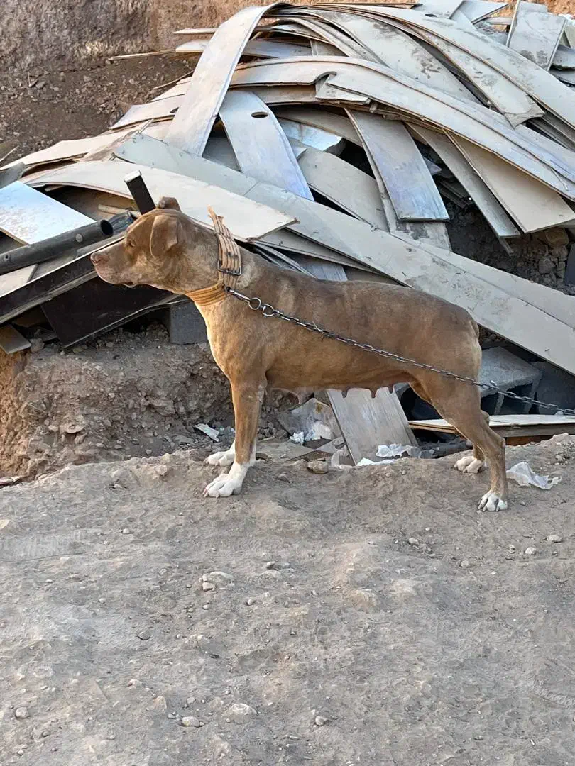 پیتبول ماده آماده|سگ|شیراز, گویم|دیوار