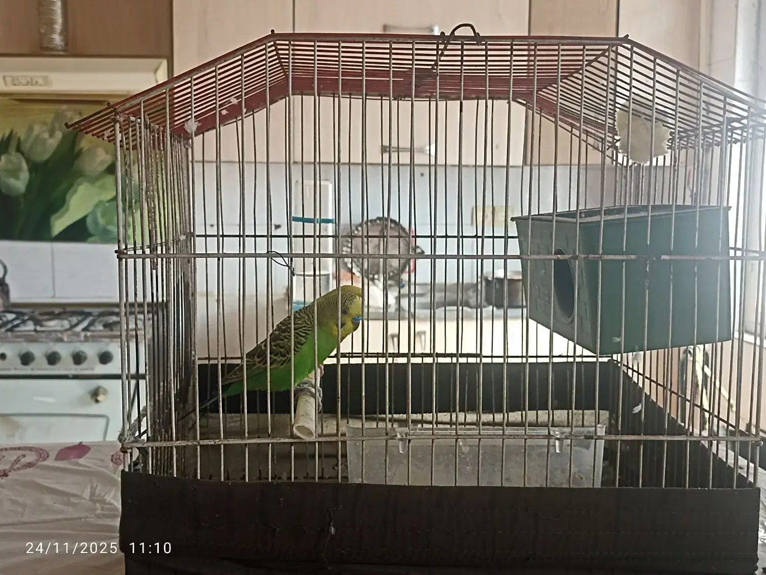 مرغ عشق با قفص|پرنده|خرمشهر, |دیوار