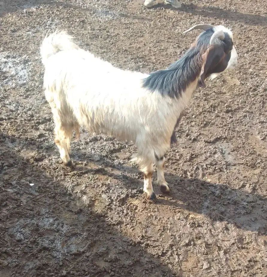 بز غاله دورگ پاکستانی|حیوانات مزرعه|رامند, |دیوار