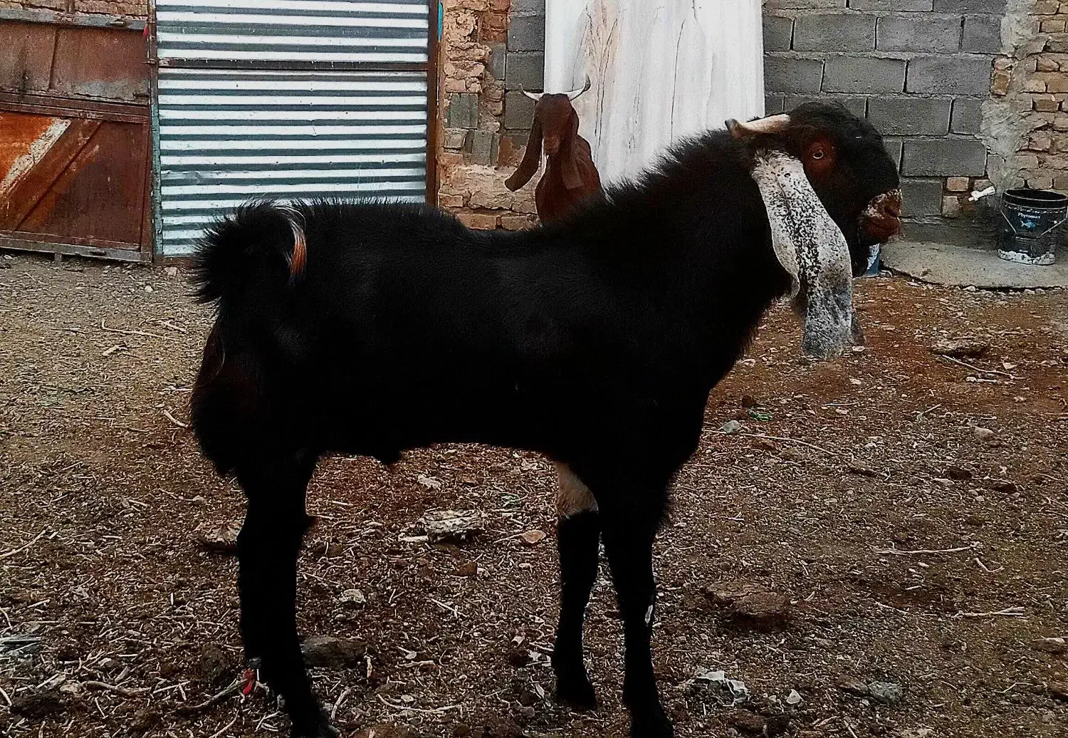 نربز گلابی|حیوانات مزرعه|نصر آباد, |دیوار