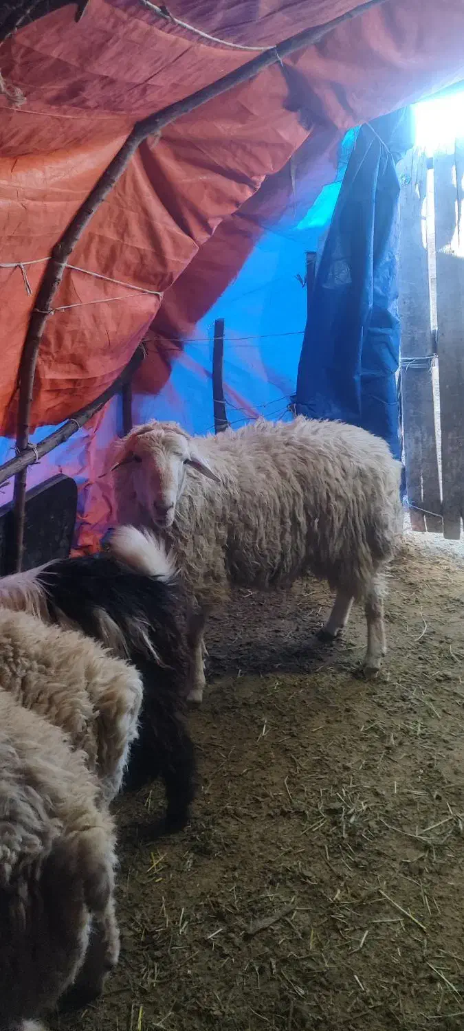 بره قوچ|حیوانات مزرعه|مشگین شهر, |دیوار