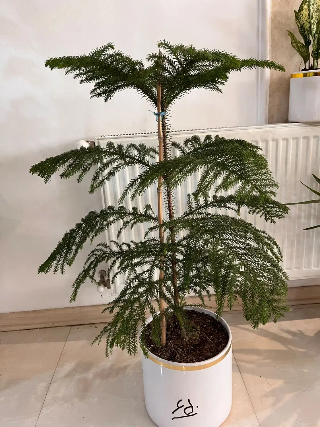 گل های متنوع آپارتمانی|گل و گیاه طبیعی|مشهد, امامیه (شهرک غرب)|دیوار