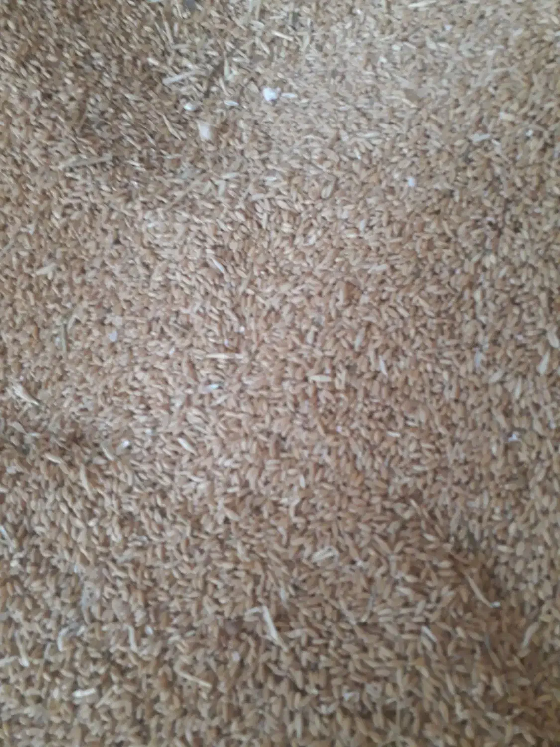 گندم دیم|عمده‌فروشی|قیدار, |دیوار