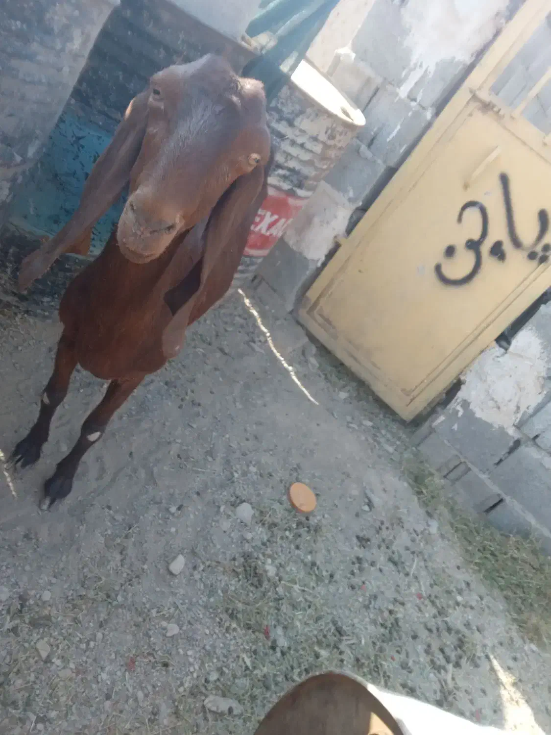 بز نسل دار تازه آبستن یک یک ونیم ماهش هس|حیوانات مزرعه|سیب و سوران, |دیوار