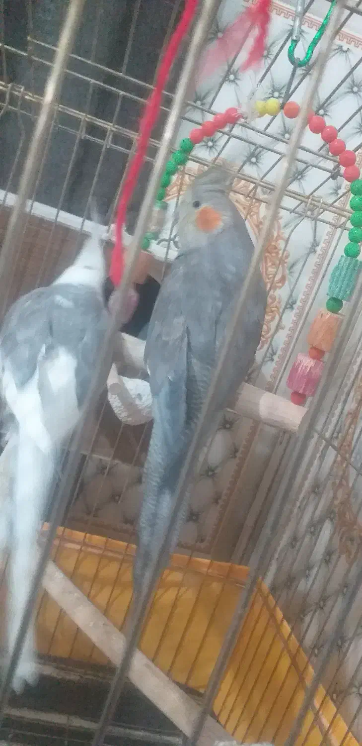 عروس هلندی کارداده|پرنده|رودبار (کرمان), |دیوار