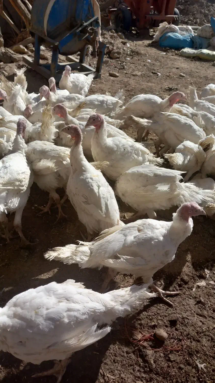 بوقلمون|حیوانات مزرعه|دهگلان, |دیوار