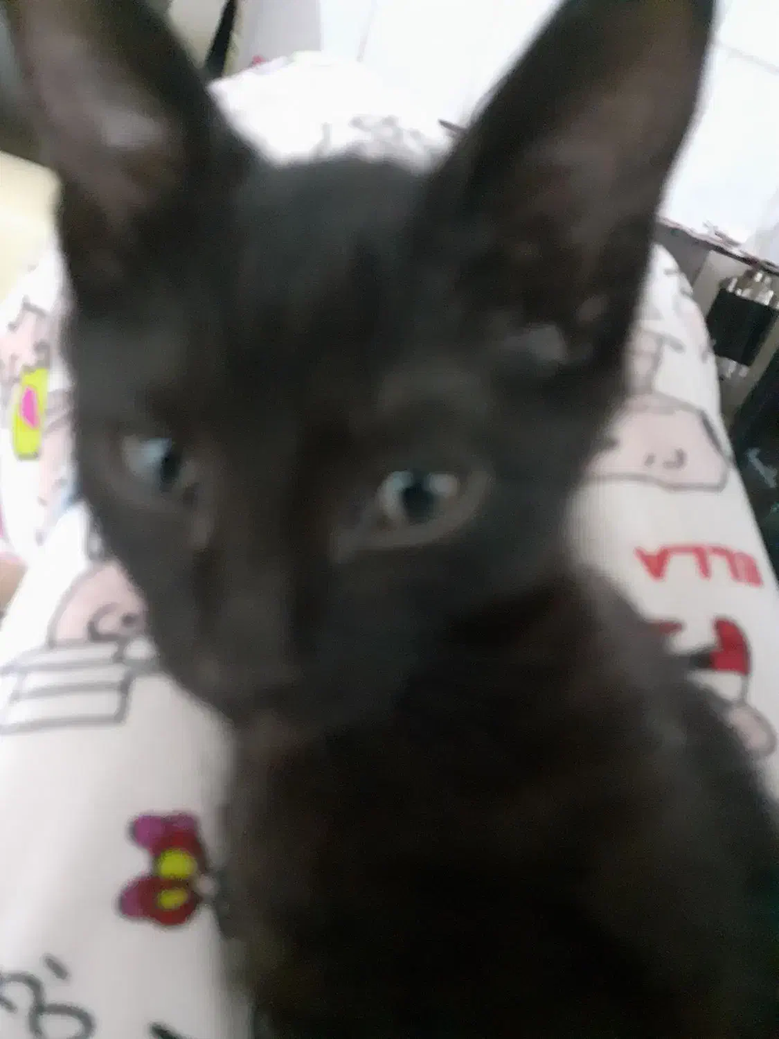 گربه رایگان|گربه|شیروان (خراسان), |دیوار