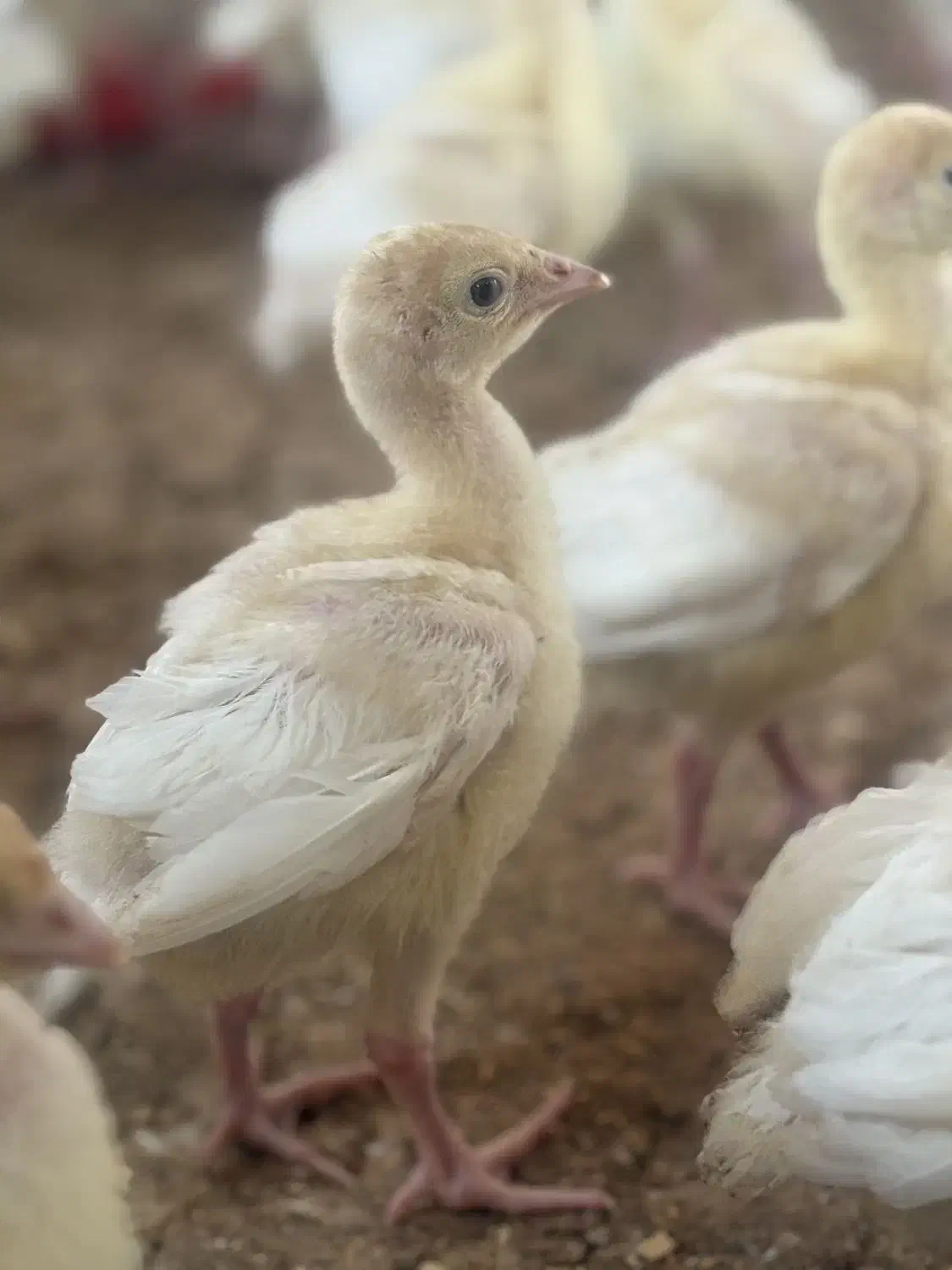 بوقلمون بیوتی|حیوانات مزرعه|ساوه, |دیوار