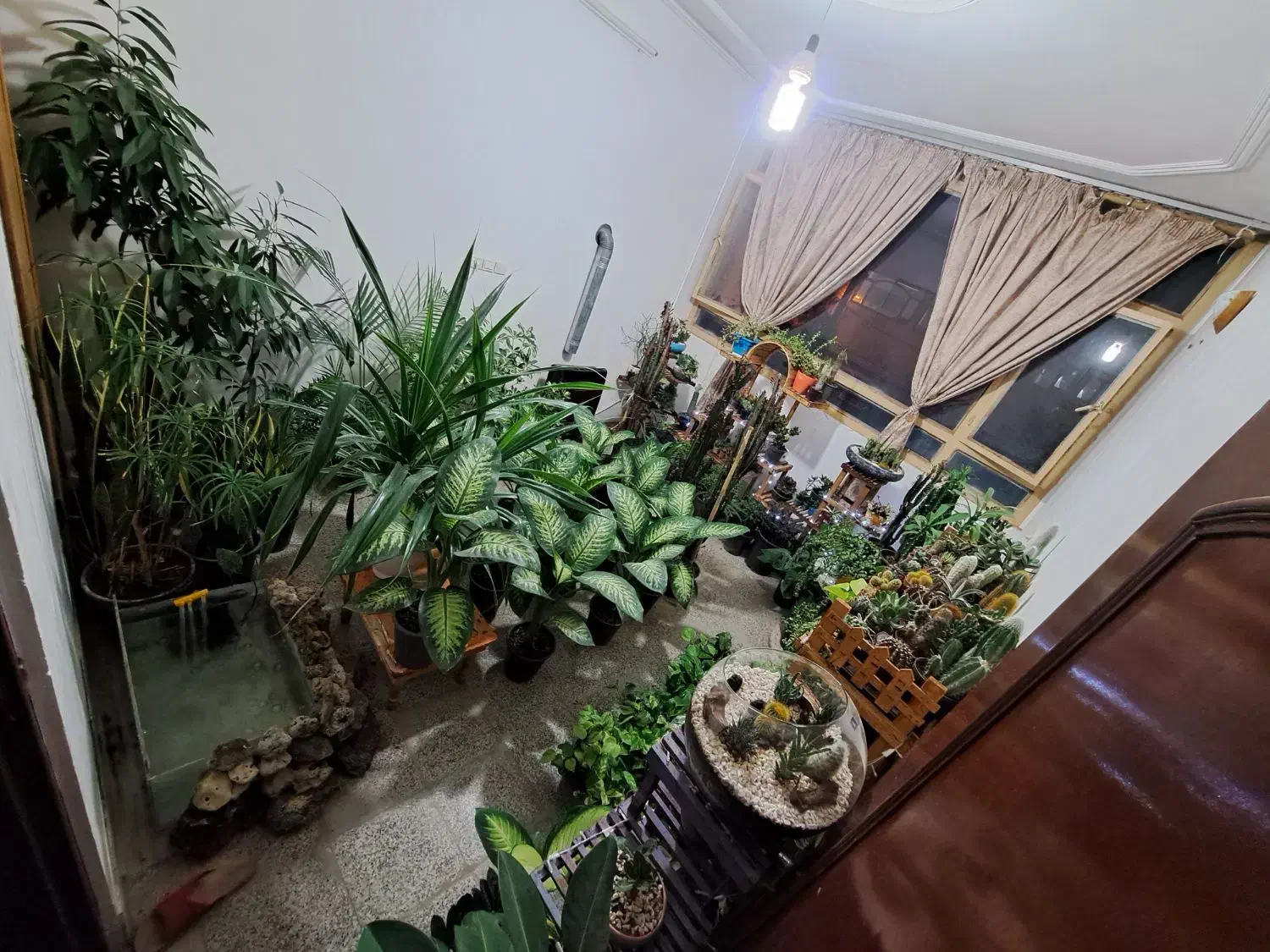 فروش فوقالعاده گل های آپارتمانی|گل و گیاه طبیعی|بیرجند, |دیوار