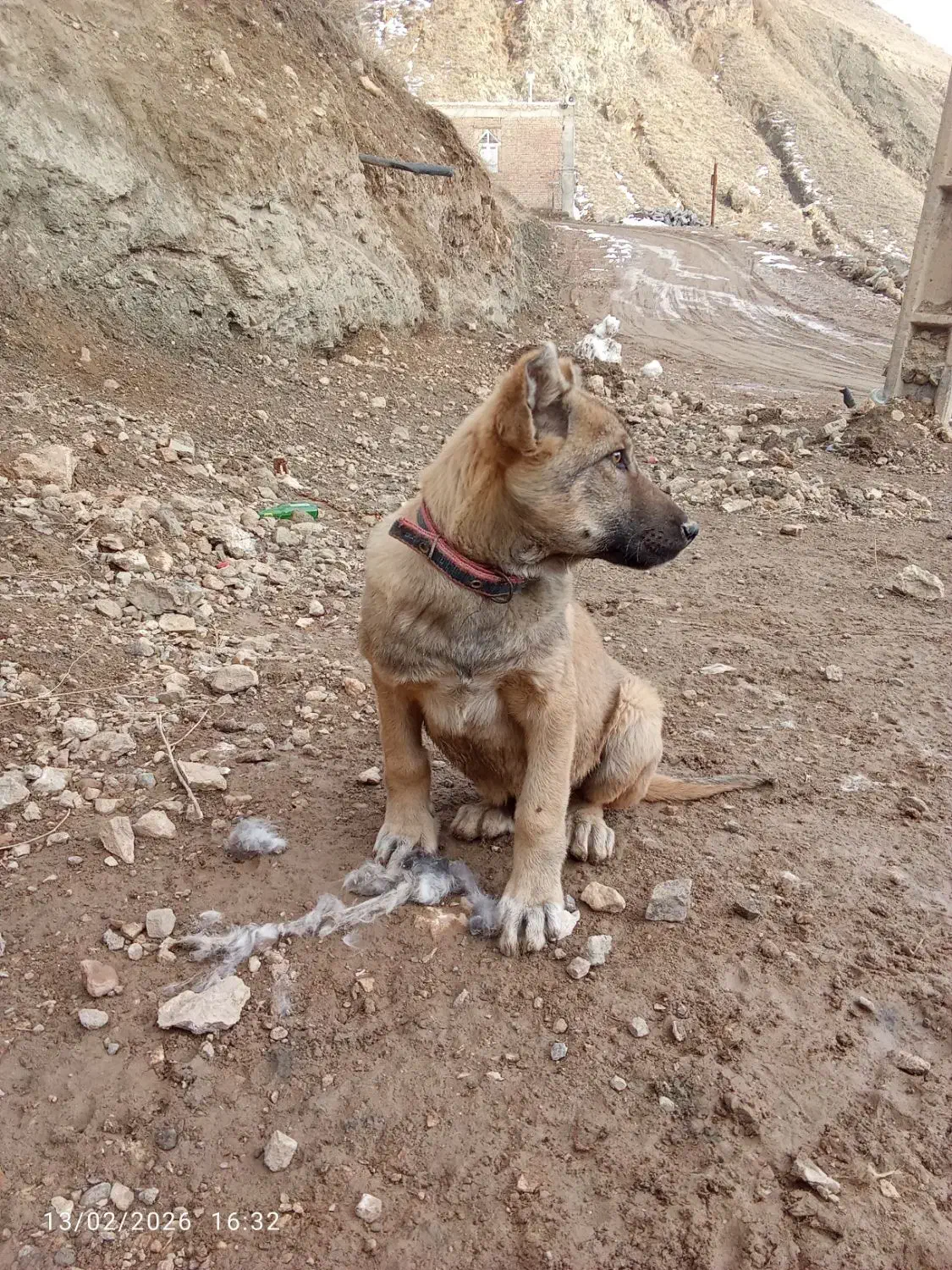 طوله سگ|سگ|ماکو, |دیوار