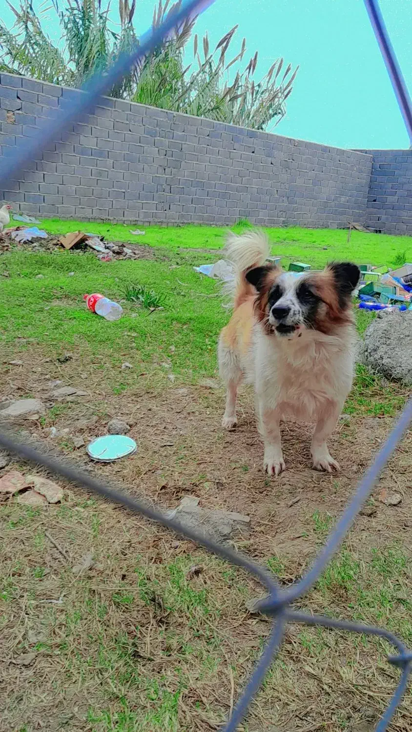 سگ پاکوتاه|سگ|بهشهر, |دیوار