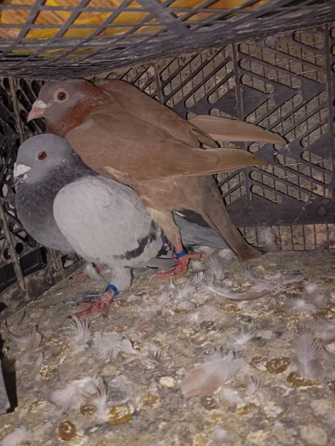 کفتر پلاکی|پرنده|بندرعباس, |دیوار