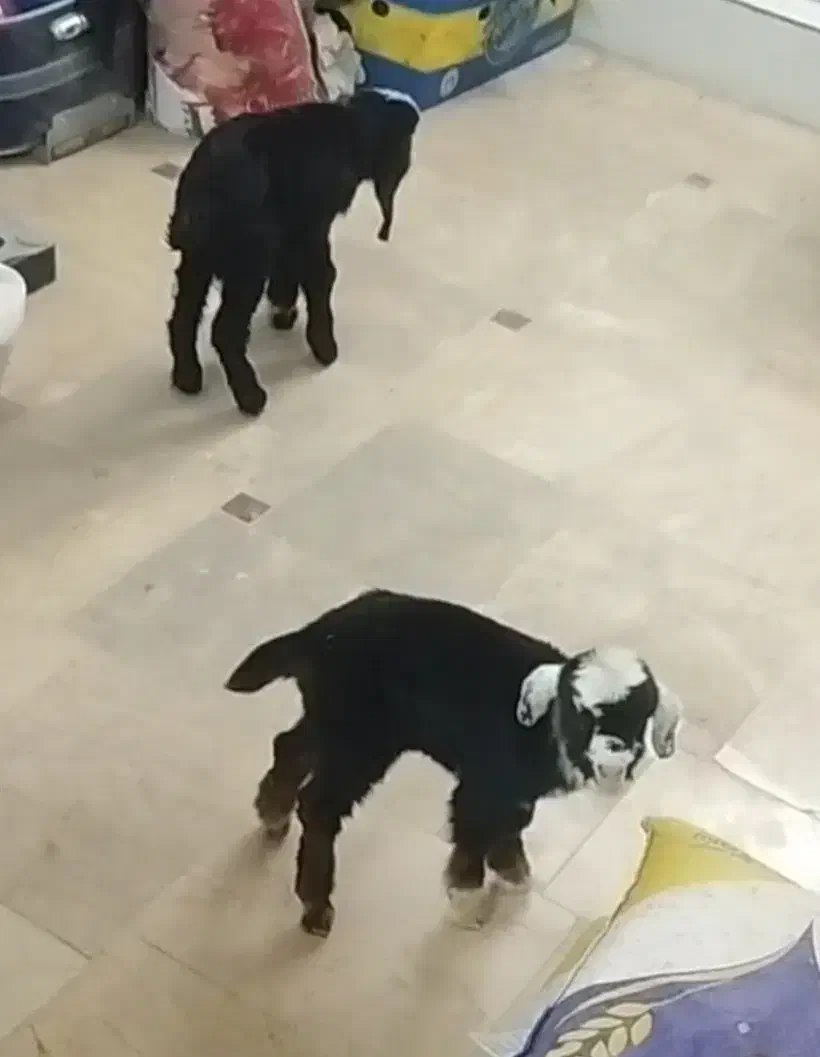 سه تا بزغاله شیرخوار|حیوانات مزرعه|قم, باغ کرباسی|دیوار