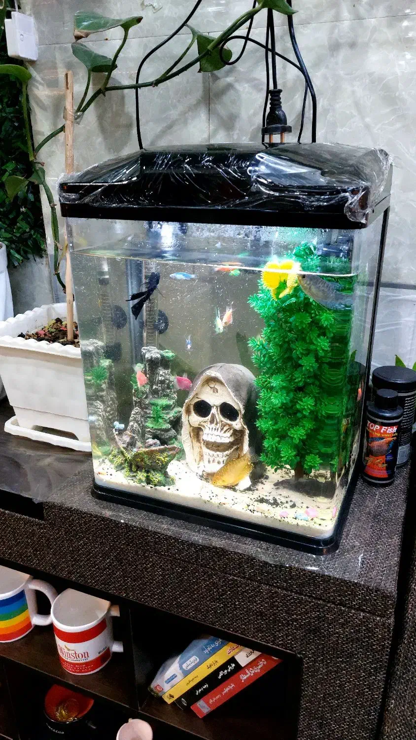 آکواریوم رو میزی شیشه خم|ماهی|محمدبار, |دیوار