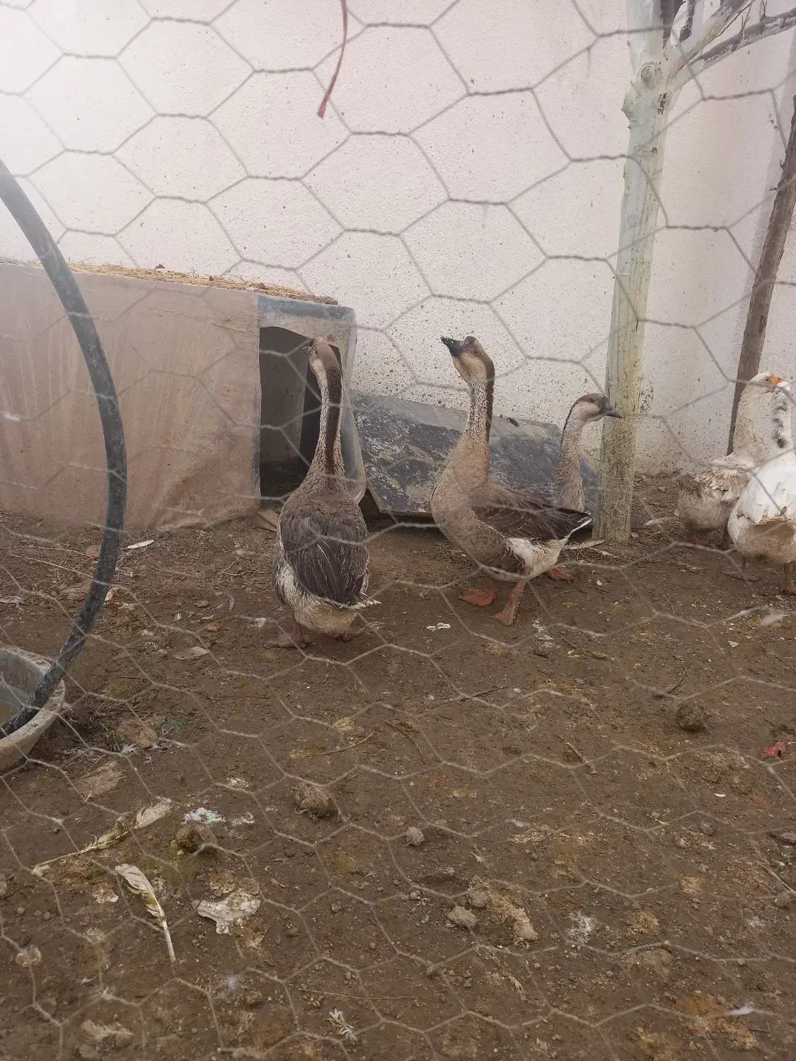 قوغاز|حیوانات مزرعه|کرج, فاز ۱ مهرشهر|دیوار