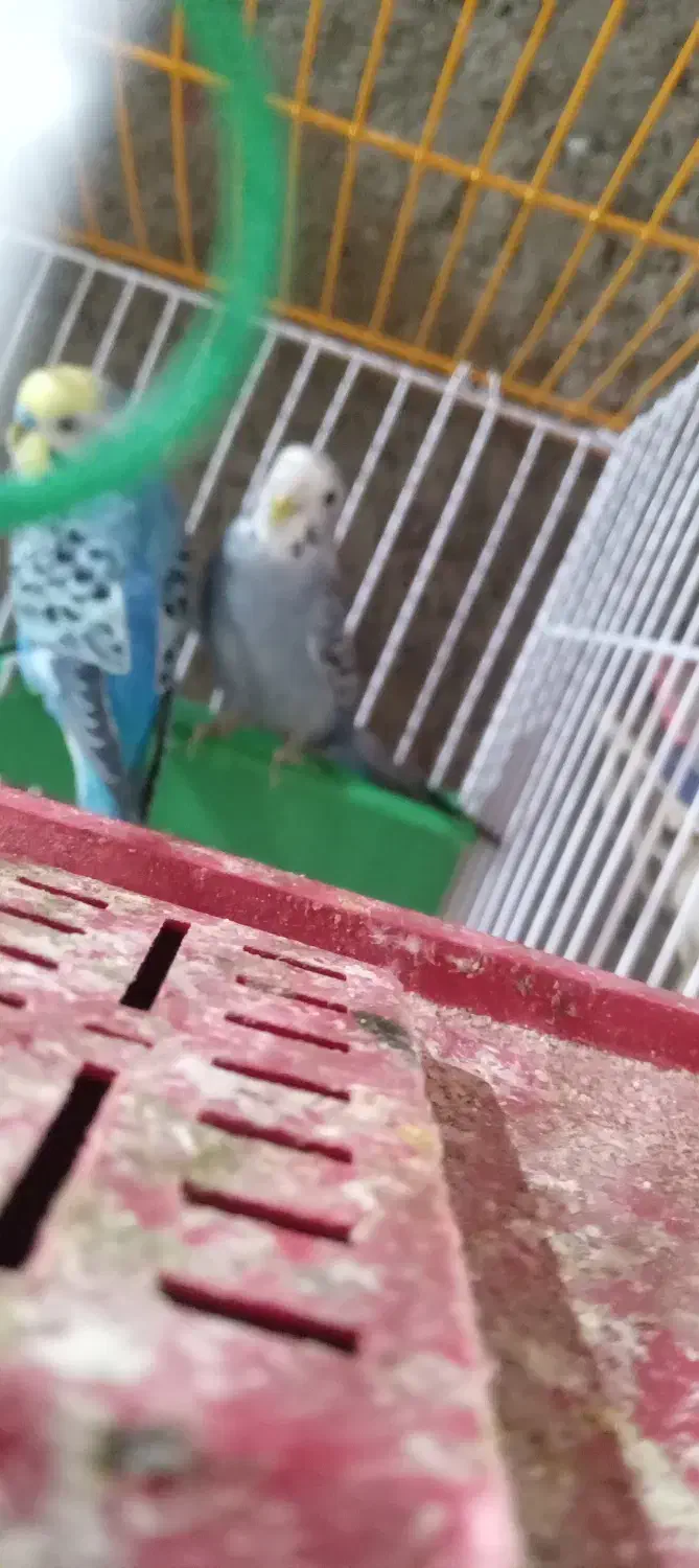 مرغ عشق باتمام وسایل|پرنده|ایرانشهر, |دیوار