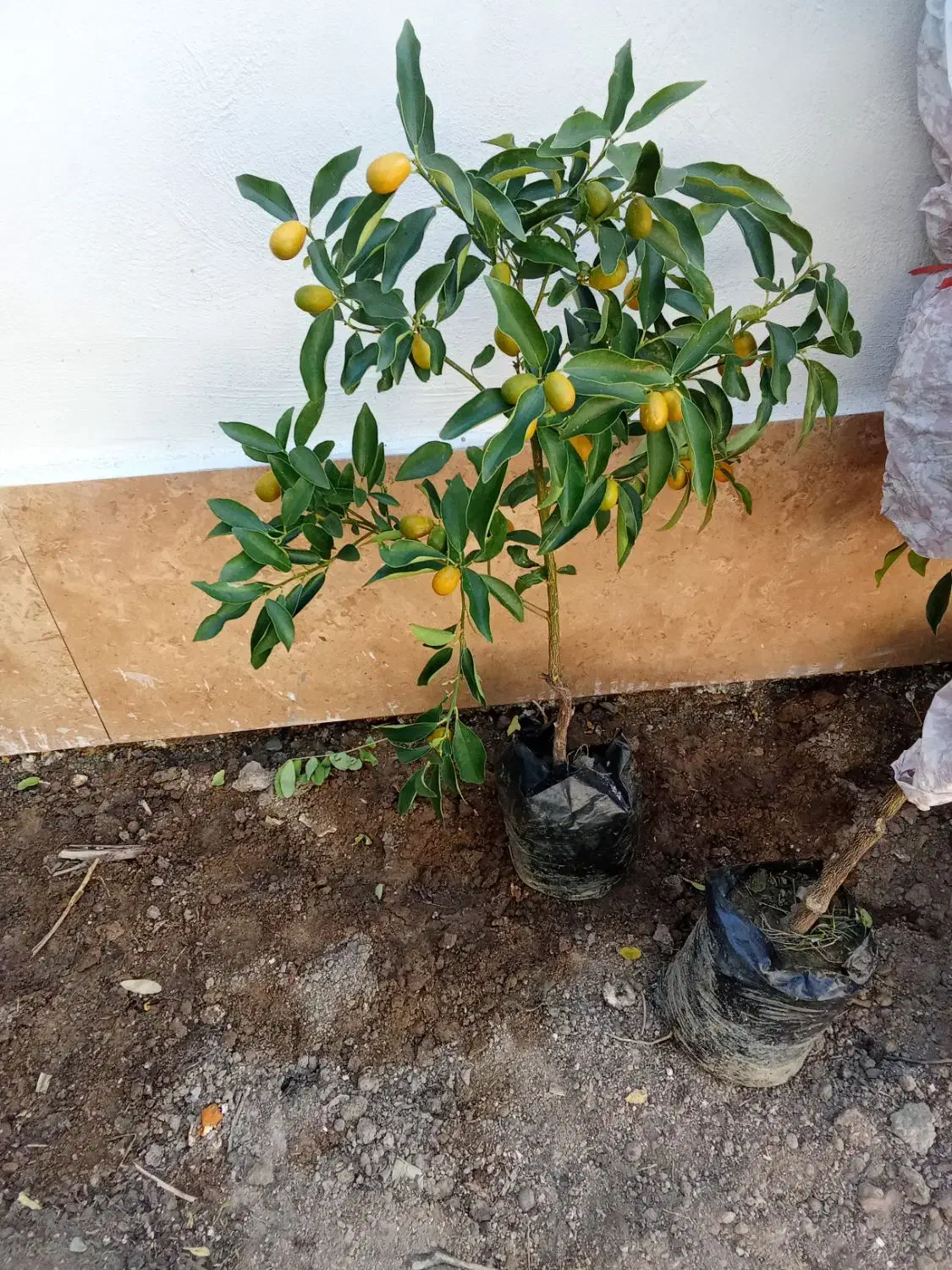 فروش نهال کامکوات|گل و گیاه طبیعی|بندر ماهشهر, |دیوار