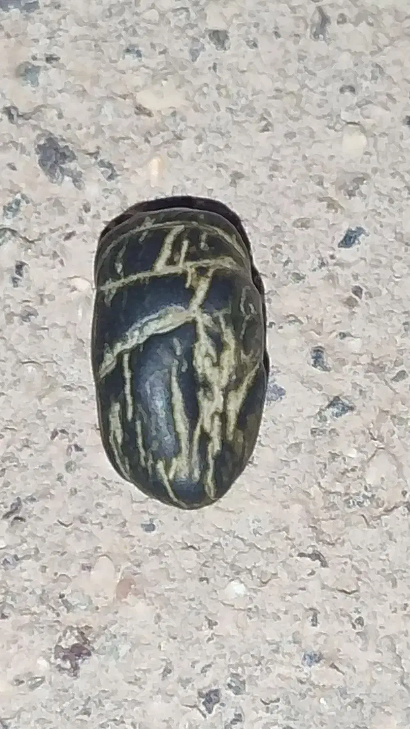 سکه قدیمی.مهره.انگشتر|کلکسیون سکه، تمبر، اسکناس|ریگان, |دیوار